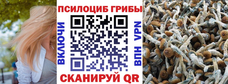 ссылка на мегу зеркало  Макаров  Псилоцибиновые грибы Psilocybe 